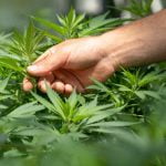 a hand holding a bunch of green leaves